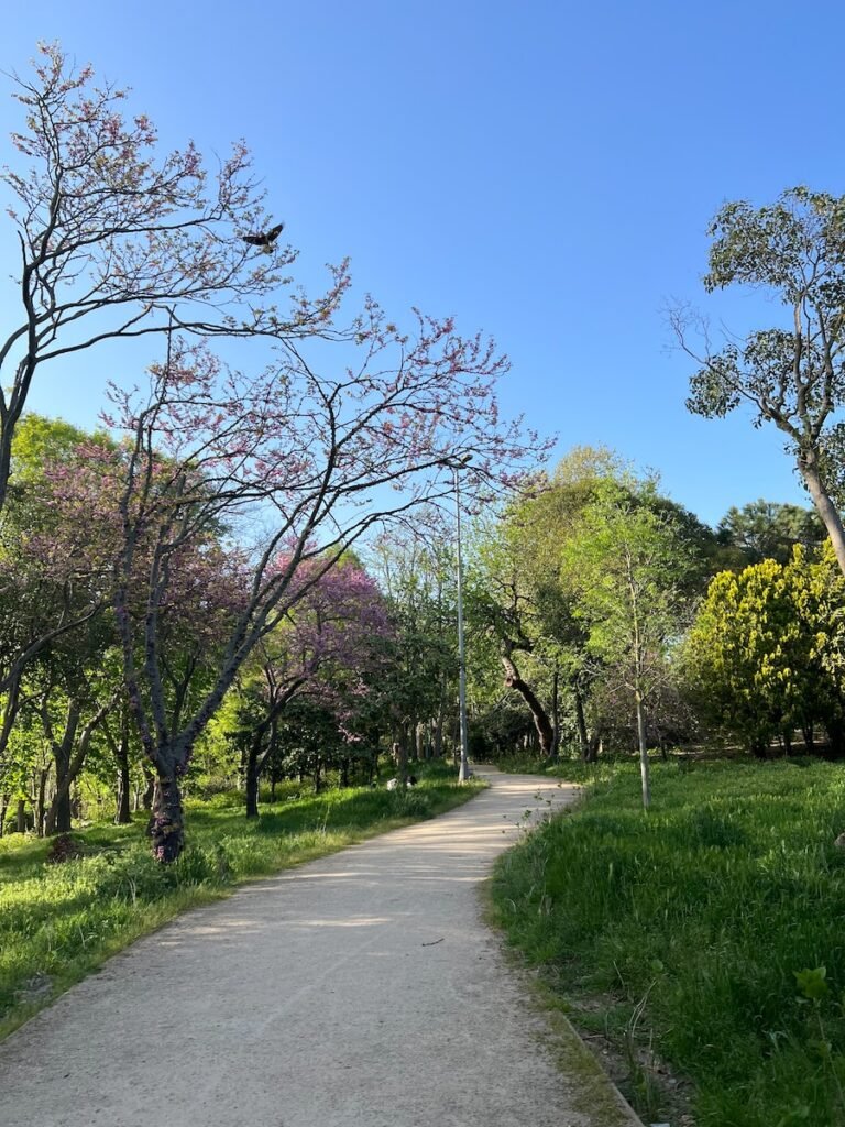 a road with trees on the side